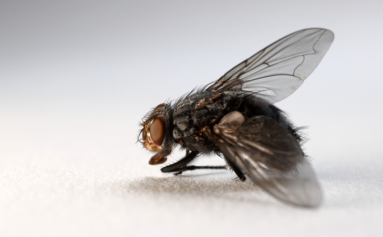 qué significa soñar con moscas volando